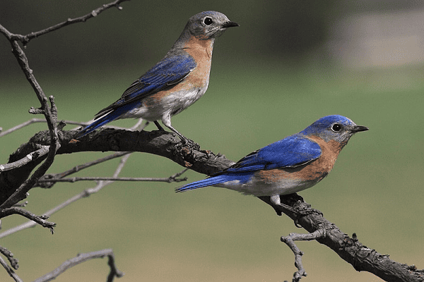 Eastern Bluebird