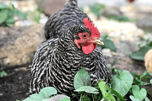 Formation of Eggs Barred Rock Chickens