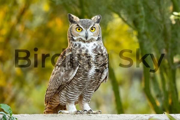 Great Horned Owl