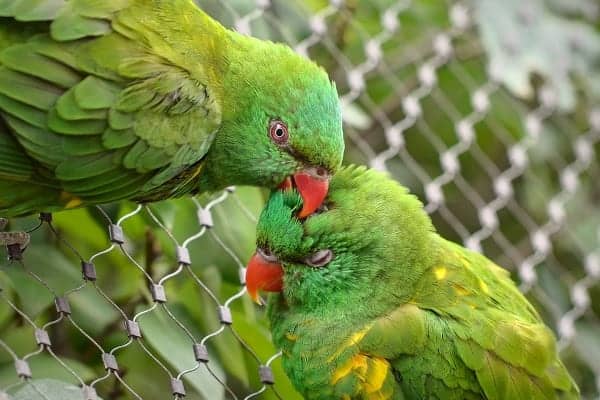 Green Parrots