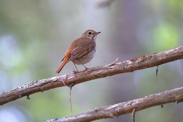 Hermit Thrush