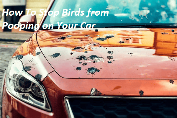 How To Stop Birds from Pooping on Your Car