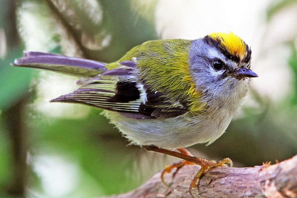 MADEIRA FIRECREST