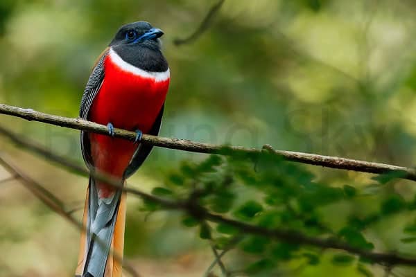 MALABAR TROGON