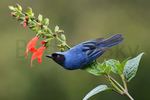 MASKED FLOWERPIERCER