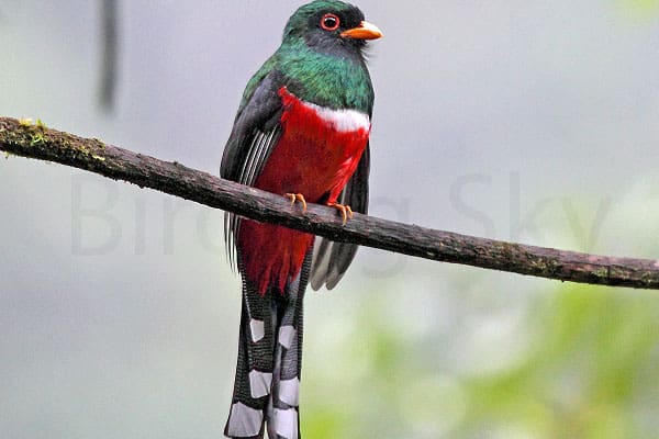 MASKED TROGON