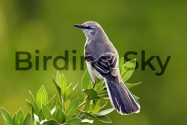 Northern Mockingbird