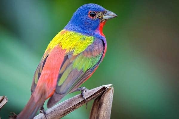 Painted Buntings