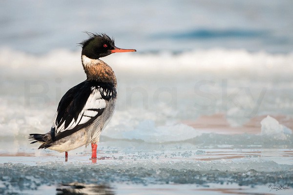 Red-breasted merganser