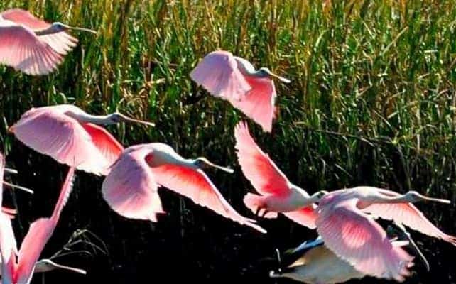 Roseate Spoonbills