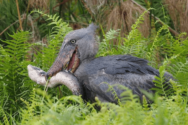 Scary Shoebill Bird