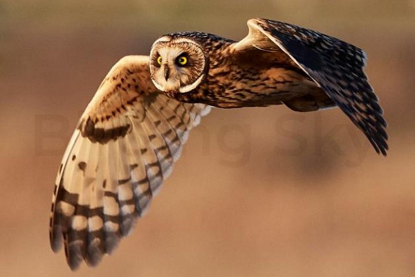 Short-eared Owl