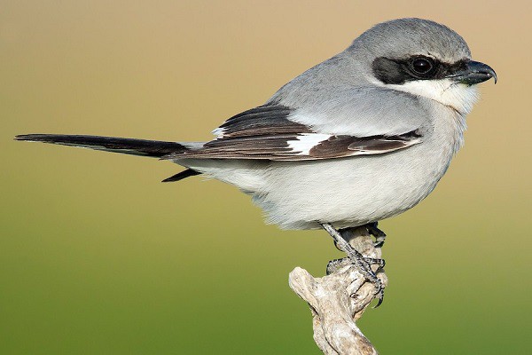 Shrike