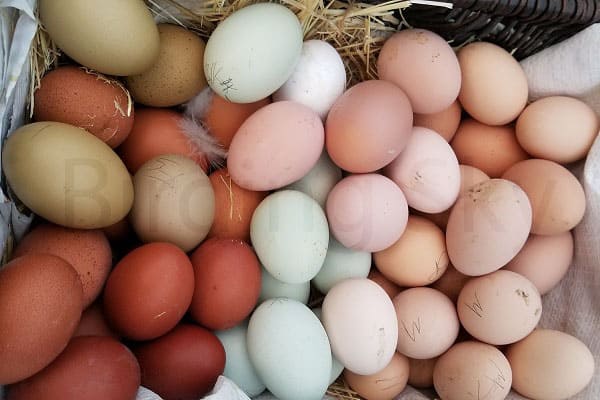 Silkie chicken egg laying temperature