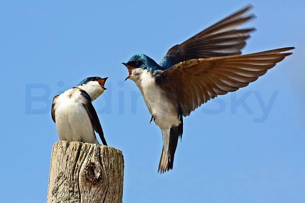 Tree Swallow