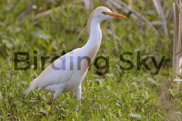 White Birds in Hawaii