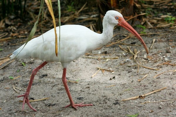 White Ibis