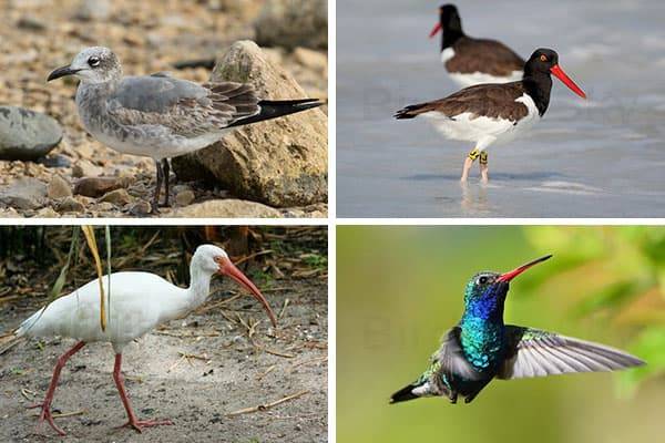 Birds With Red Beaks