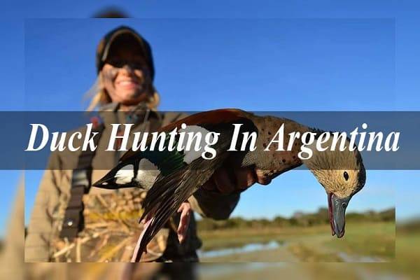 duck hunting in argentina