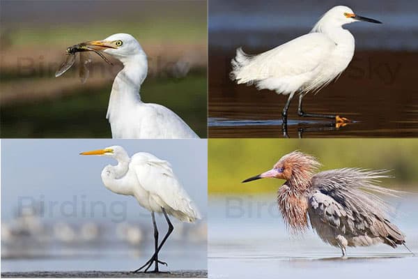 egrets in florida