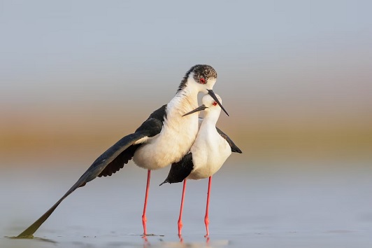 how birds mate slow motion