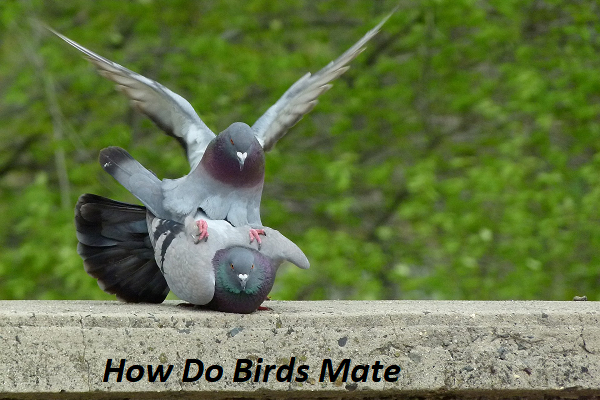 how do birds mate