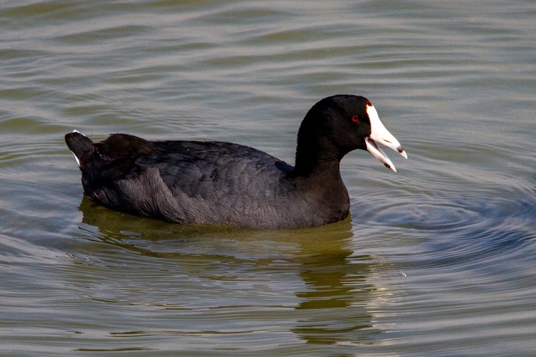 AMERICAN COOT