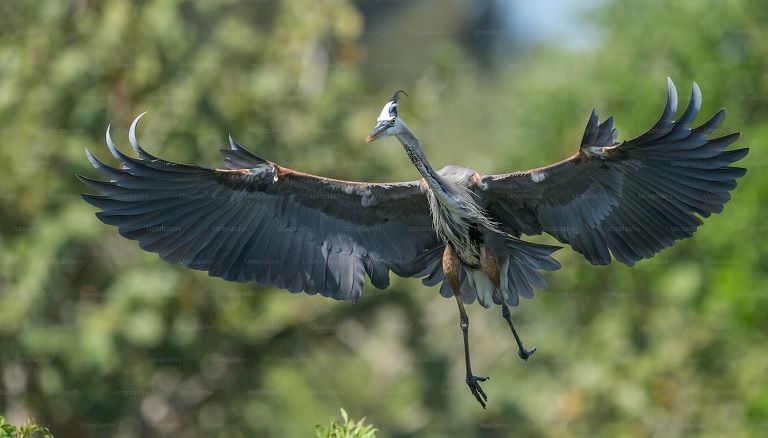 ANHINGA