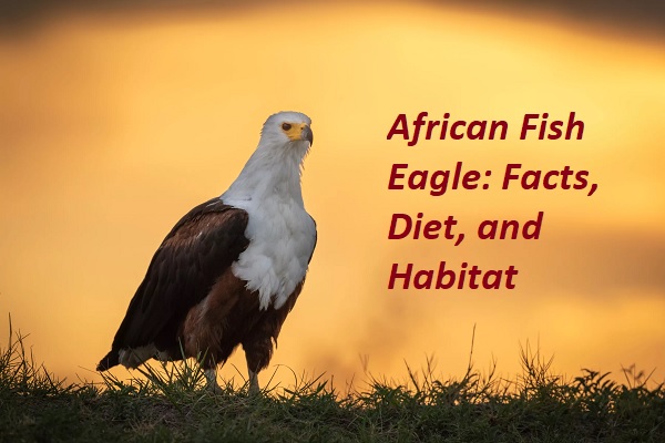 African Fish Eagle