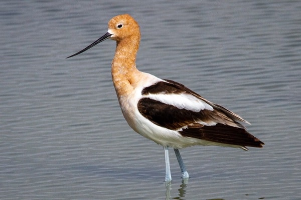 American Avocet