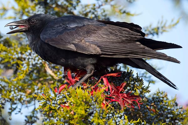 AMERICAN CROW