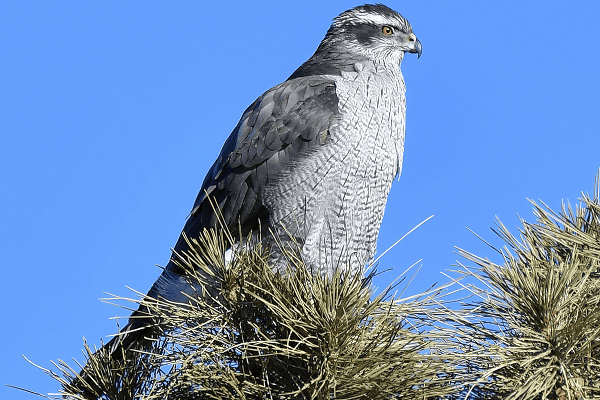 American Goshawk