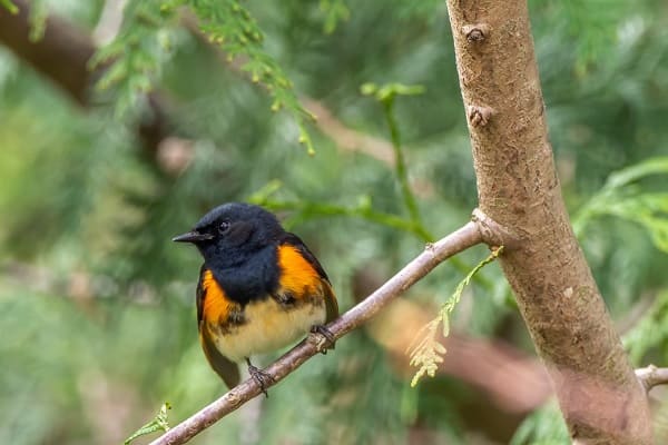 American Redstart