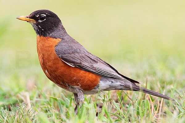 American Robin