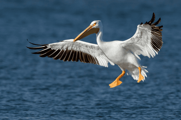 American White Pelican