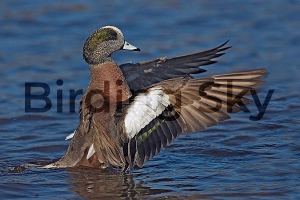 American Wigeon