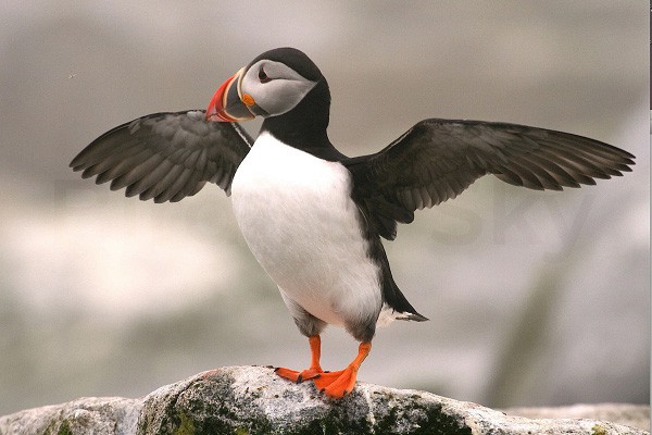 Atlantic Puffin