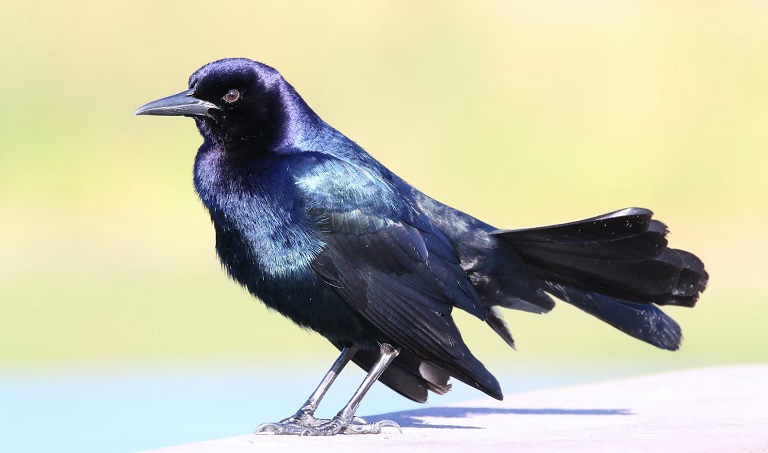 BOAT-TAILED GRACKLE