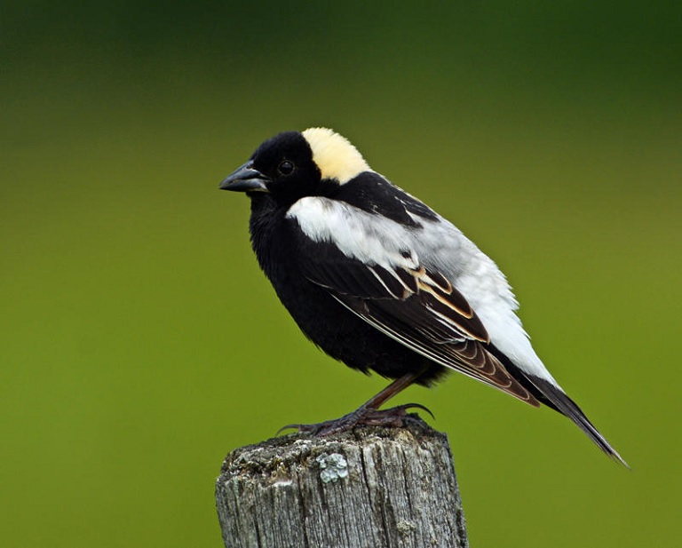  BOBOLINK