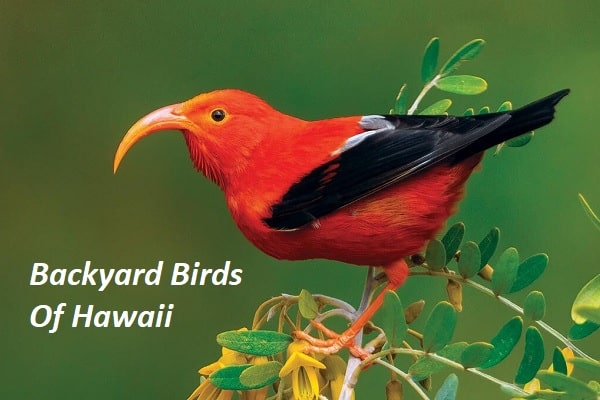 Birds of Hawaii