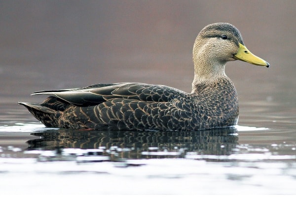 Black Duck