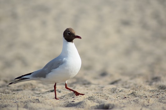  Black-Headed Gull