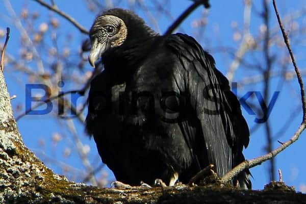  BLACK VULTURE