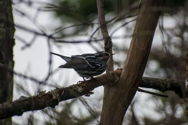 Black-and-White Warbler