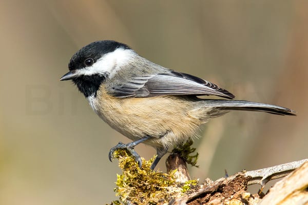 Black-capped Chickadee