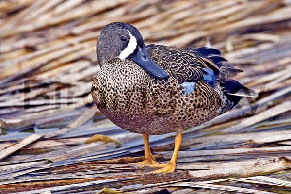 Blue-winged Teal