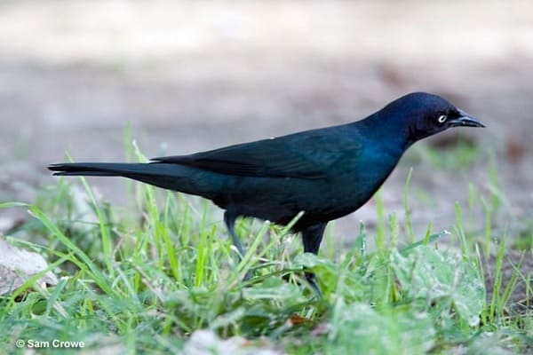  BREWER’S BLACKBIRD