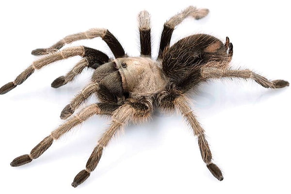 California Tarantula