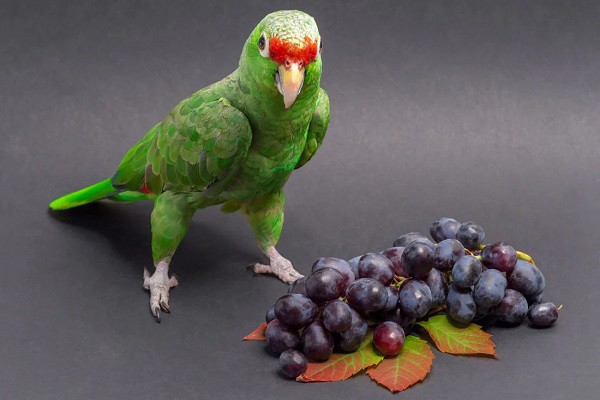 Can Birds Eat Grapes