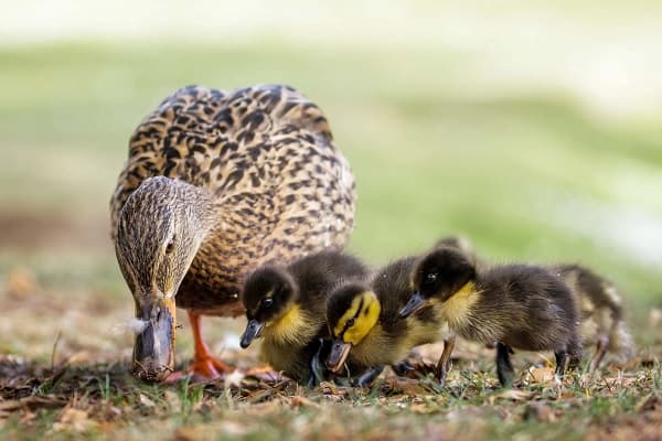 Can Ducks Have Chocolate Cake